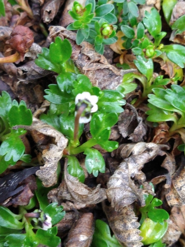 Image of Viola tridentata by (c) Pablo, some rights reserved (CC BY)