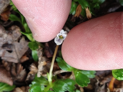 Image of Viola tridentata by (c) Pablo, some rights reserved (CC BY)