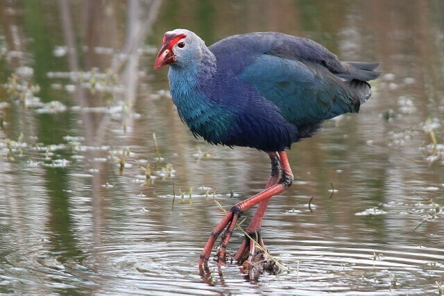 Gray-headed Swamphen photo
