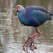 Gray-headed Swamphen - Photo (c) cdewerowe, some rights reserved (CC BY-NC), uploaded by cdewerowe