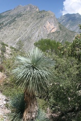Yucca linearifolia