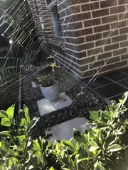 Leucauge granulata