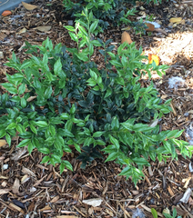 Sarcococca ruscifolia