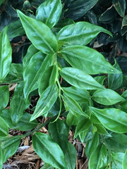 Sarcococca ruscifolia