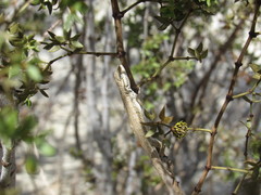 Urosaurus graciosus