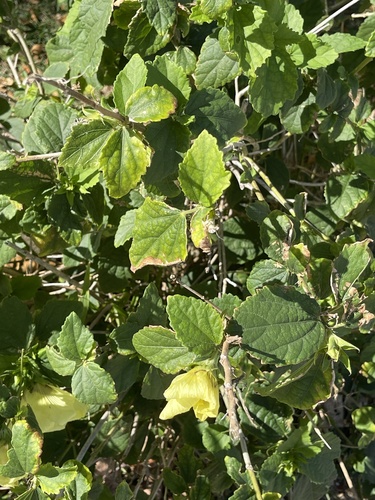 Hibiscus ovalifolius observed 2024-01-06