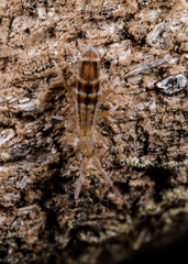 Orchesella bulba