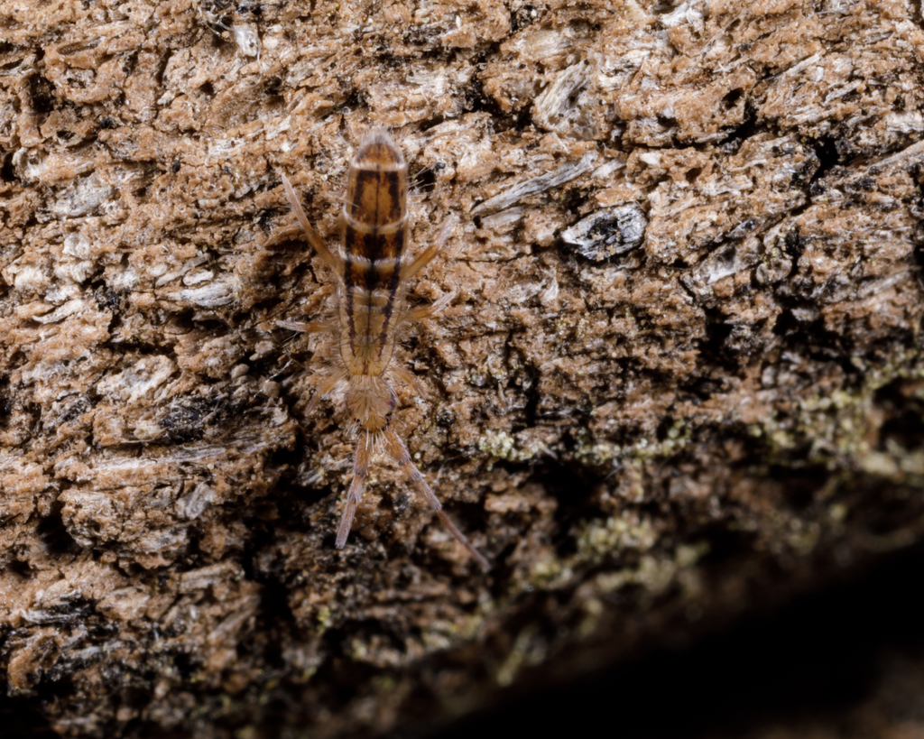 Orchesella bulba