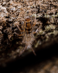 Orchesella bulba