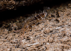 Orchesella bulba