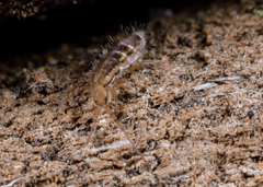 Orchesella bulba