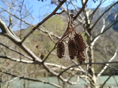Alnus glutinosa barbata