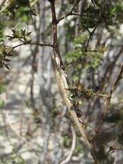 Urosaurus graciosus