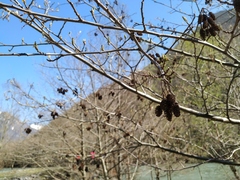 Alnus glutinosa barbata