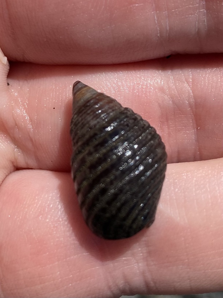 Supplanaxis planicostatus from Playa Islita, Nandayure, Guanacaste, CR