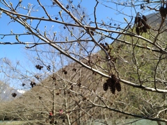 Alnus glutinosa barbata