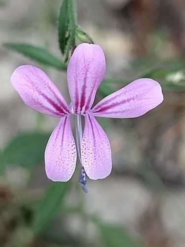 Image of Loeselia glandulosa by no rights reserved