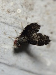 Trypetisoma sticticum