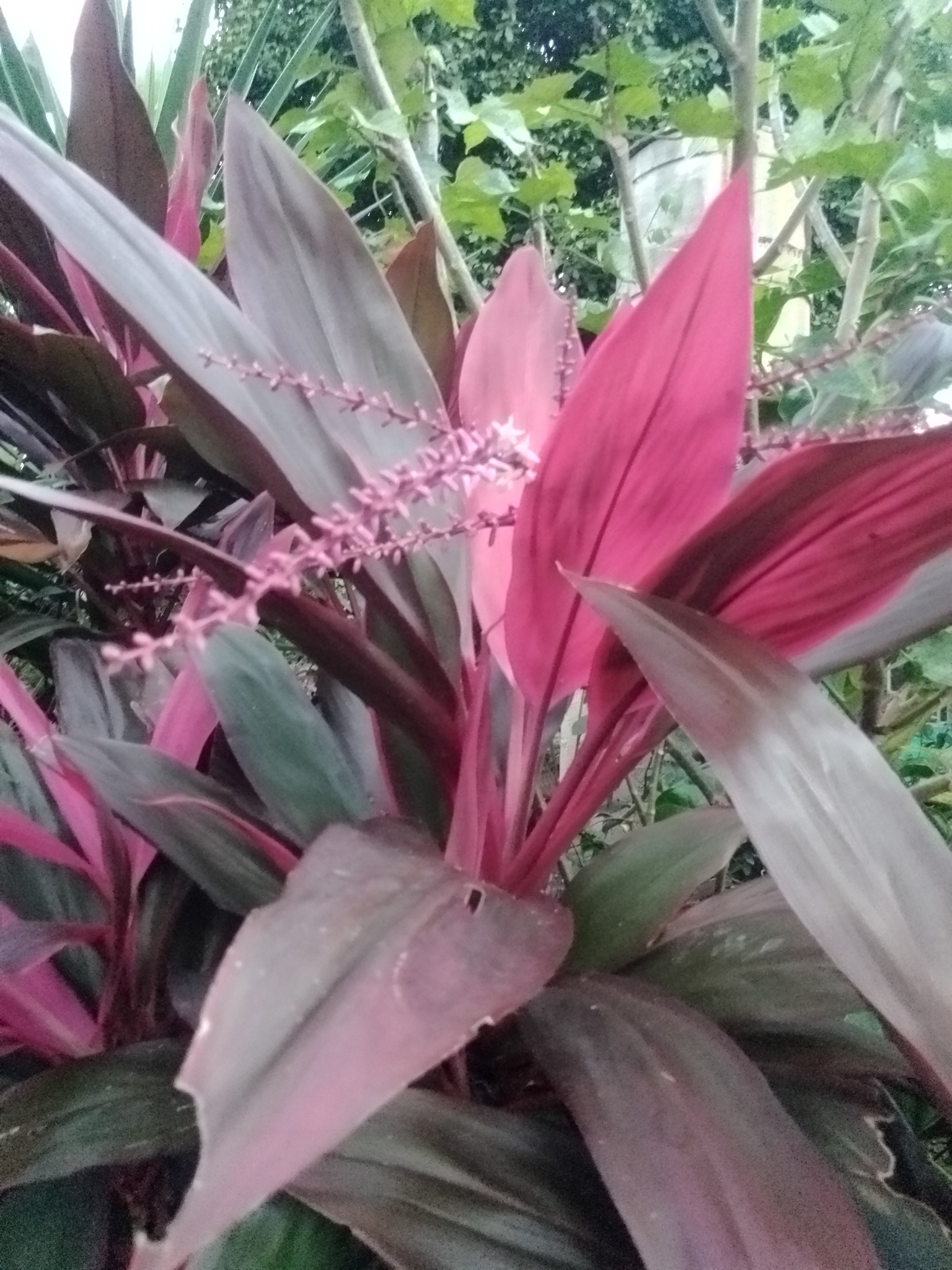 Imagem de Dracena