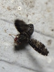 Trypetisoma sticticum