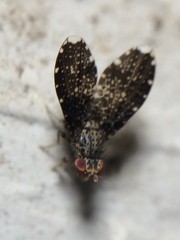 Trypetisoma sticticum