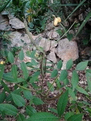 Foto de Fedegoso