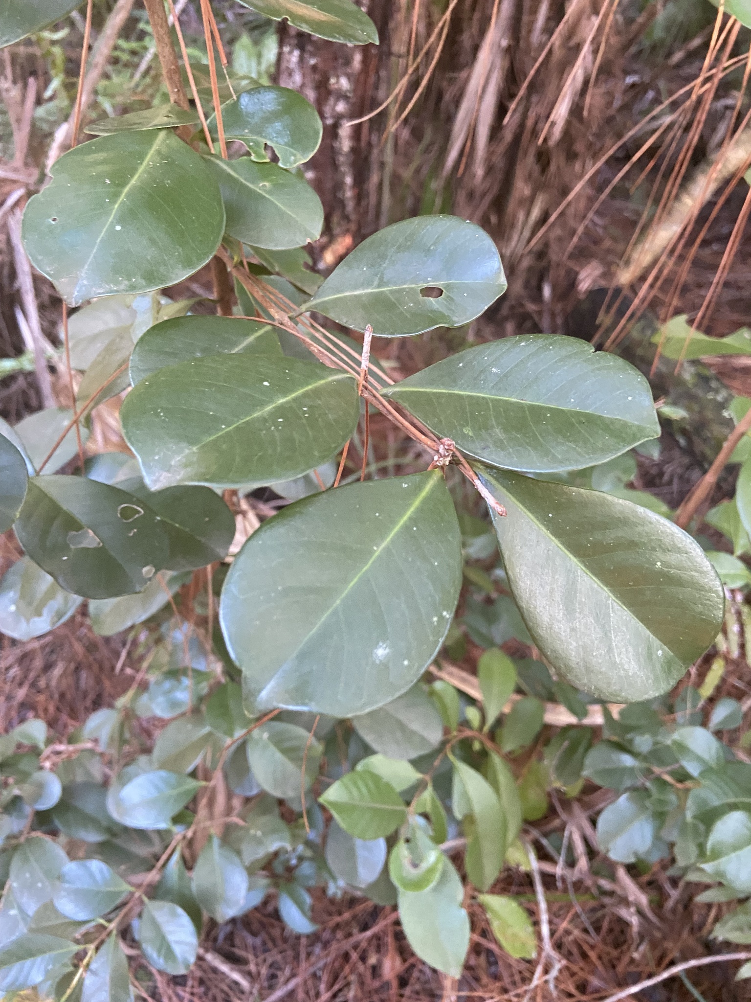 Imagem de Araçá