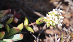 Crassula obovata