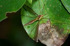 Leptotarsus albistigma