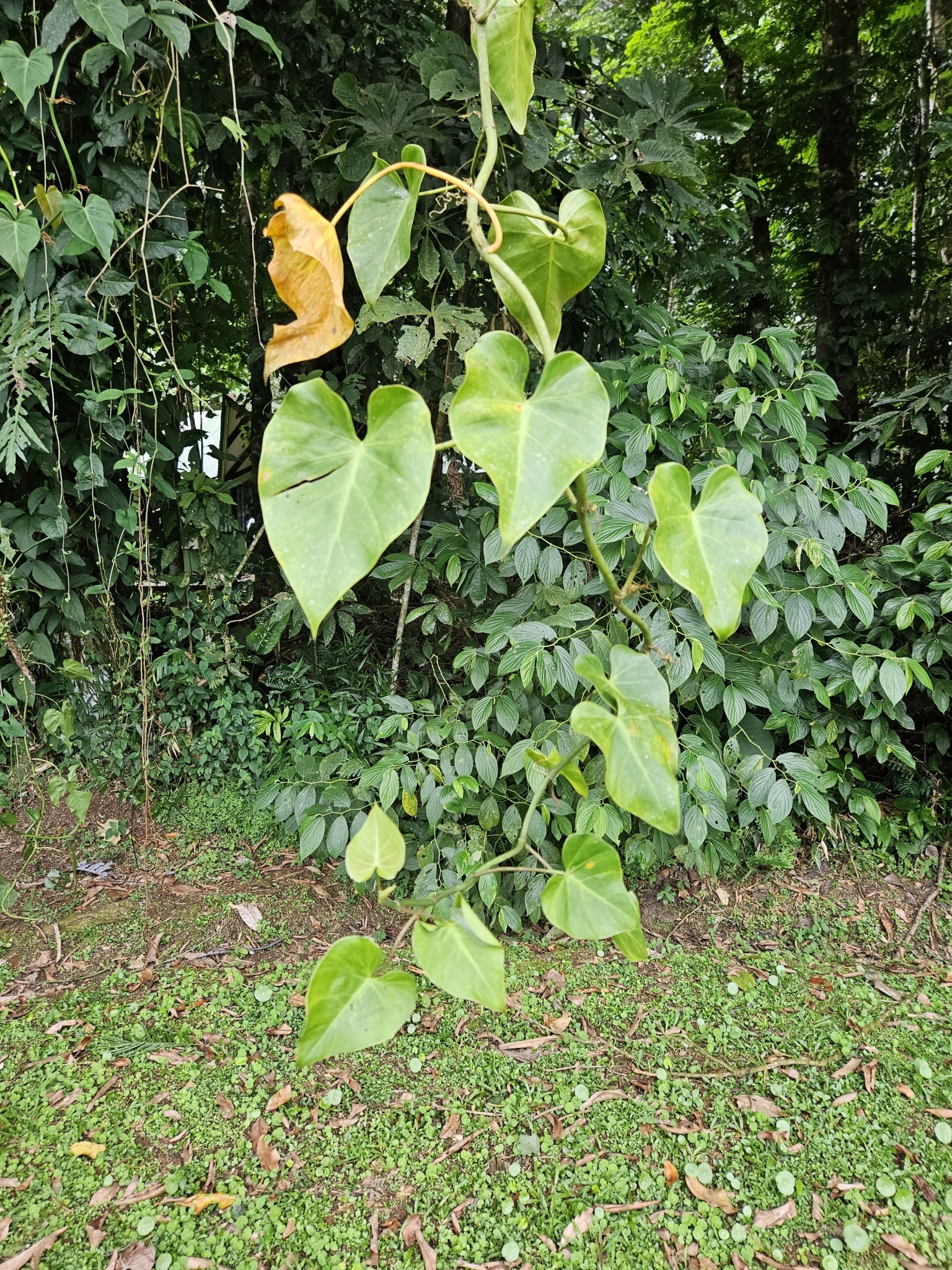 Imagem de Jiboia