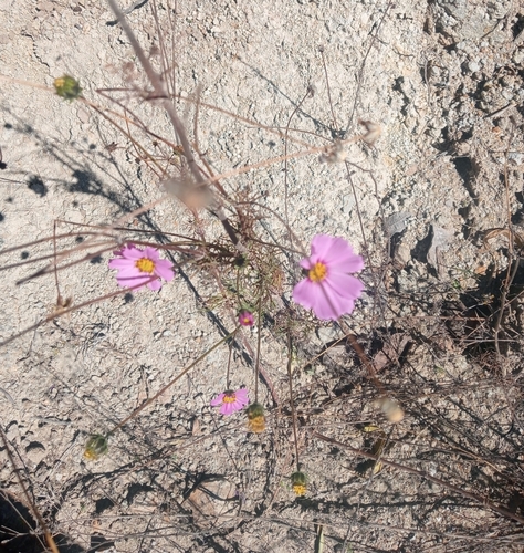 Foto de Margarida-dos-jardins