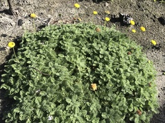 Cotula discolor