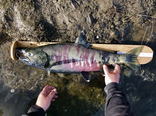 Chum Salmon