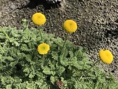Cotula discolor