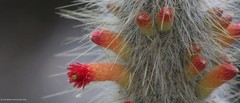 Cleistocactus strausii
