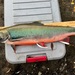 Dolly Varden Char - Photo (c) Kevin Brix, some rights reserved (CC BY-NC), uploaded by Kevin Brix