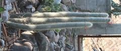 Cleistocactus strausii