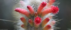 Cleistocactus strausii