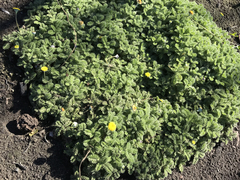 Cotula discolor