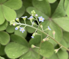 Trigonotis peduncularis