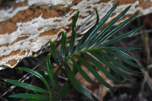 Foto de Sagu-de-jardim