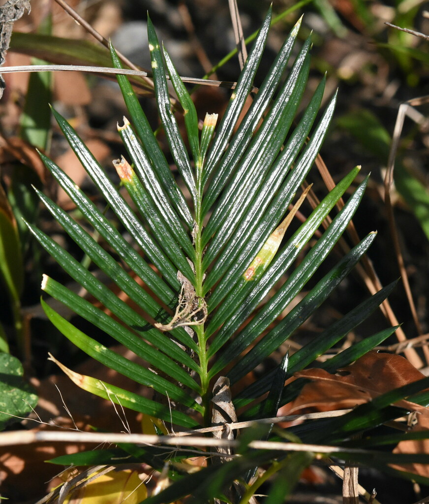 Foto de Sagu-de-jardim