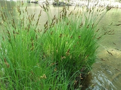 Carex nudata