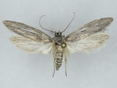 Holcocera gigantella