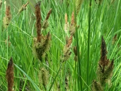 Carex nudata