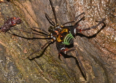 Sadocus polyacanthus