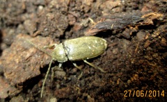 Dascillus cervinus