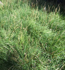 Sesleria autumnalis