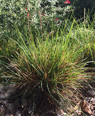 Sesleria autumnalis