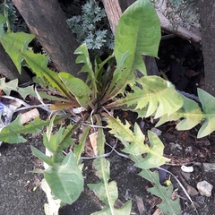Taraxacum officinale